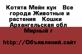 Котята Мейн кун - Все города Животные и растения » Кошки   . Архангельская обл.,Мирный г.